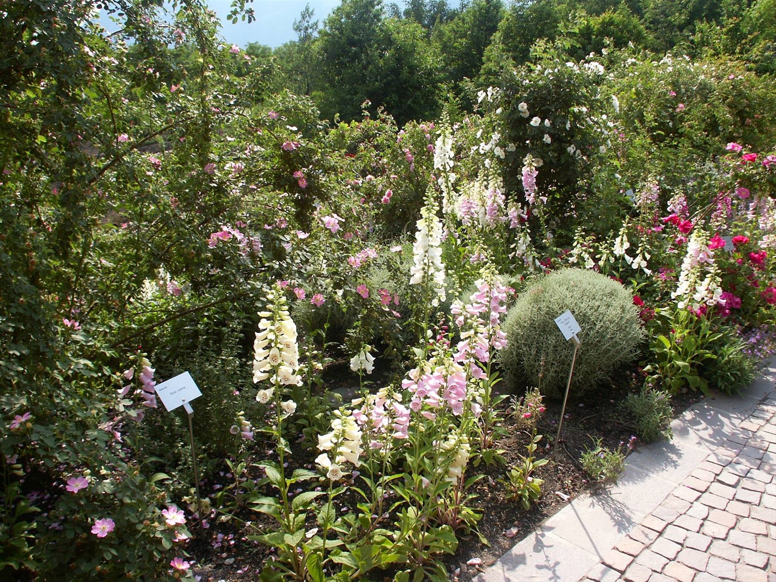Merano 088 - Giardini di Castel Trauttmansdorff