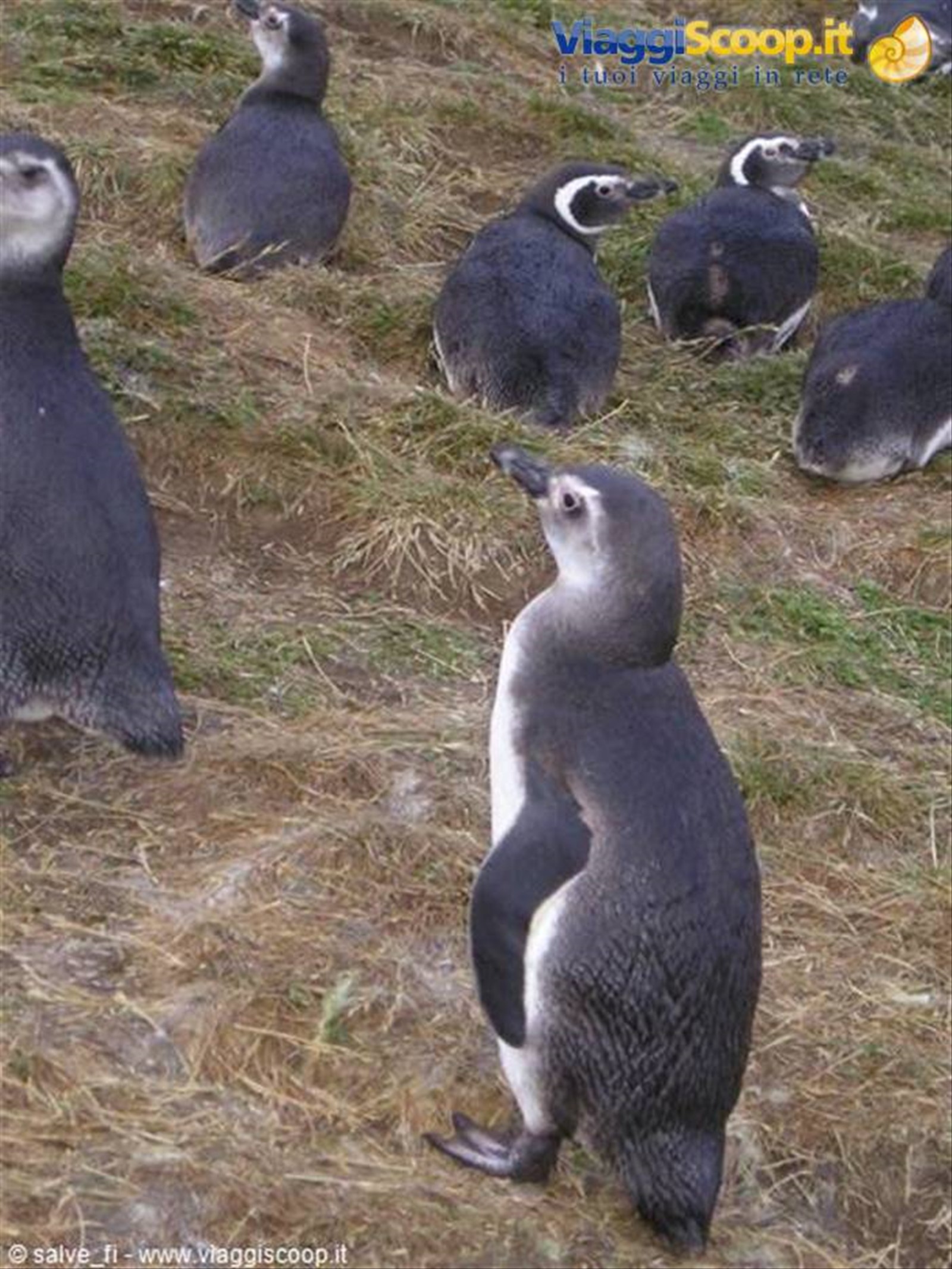 PINGUINI