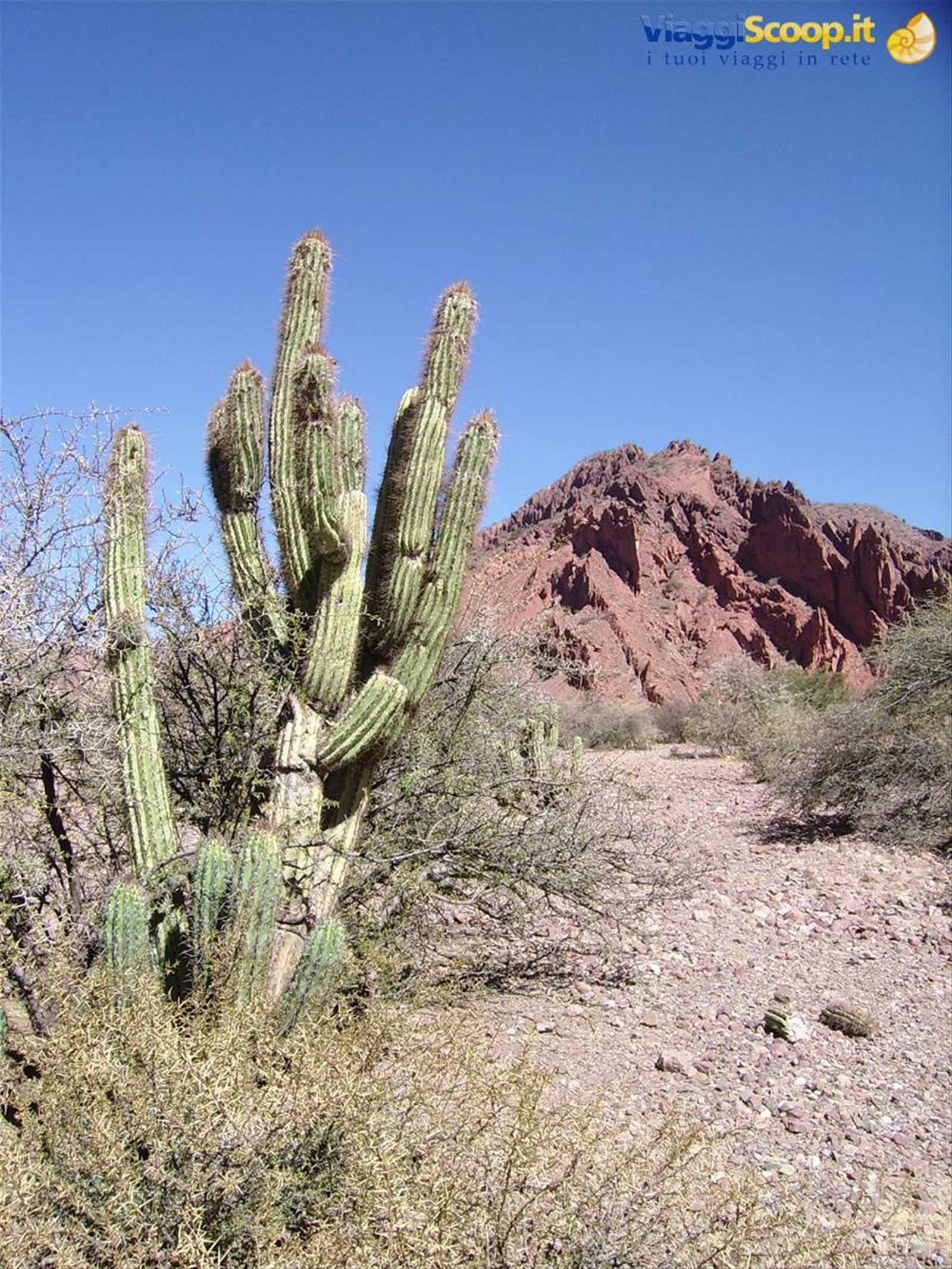 cactus.... ovunque!