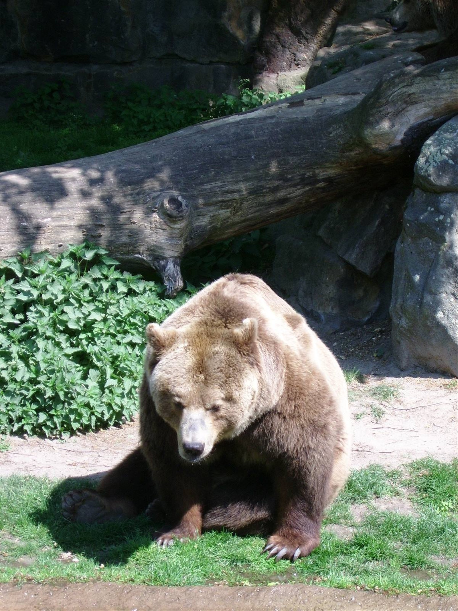 l'orso..... allo zoo