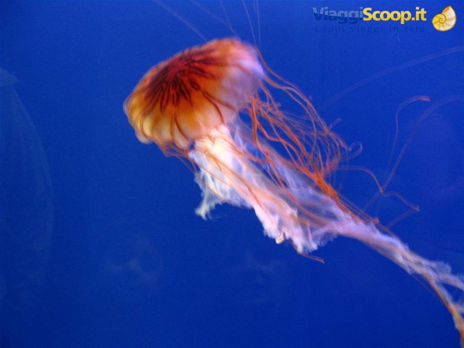 Genova e l'acquario