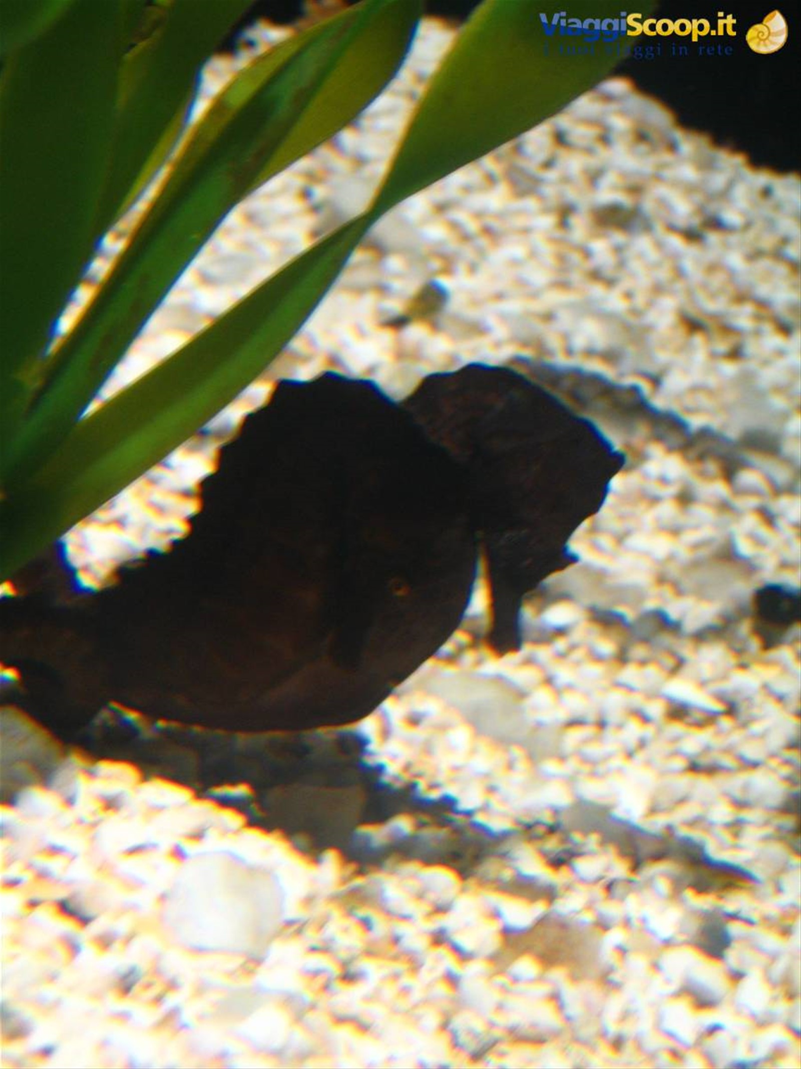Cavalluccio