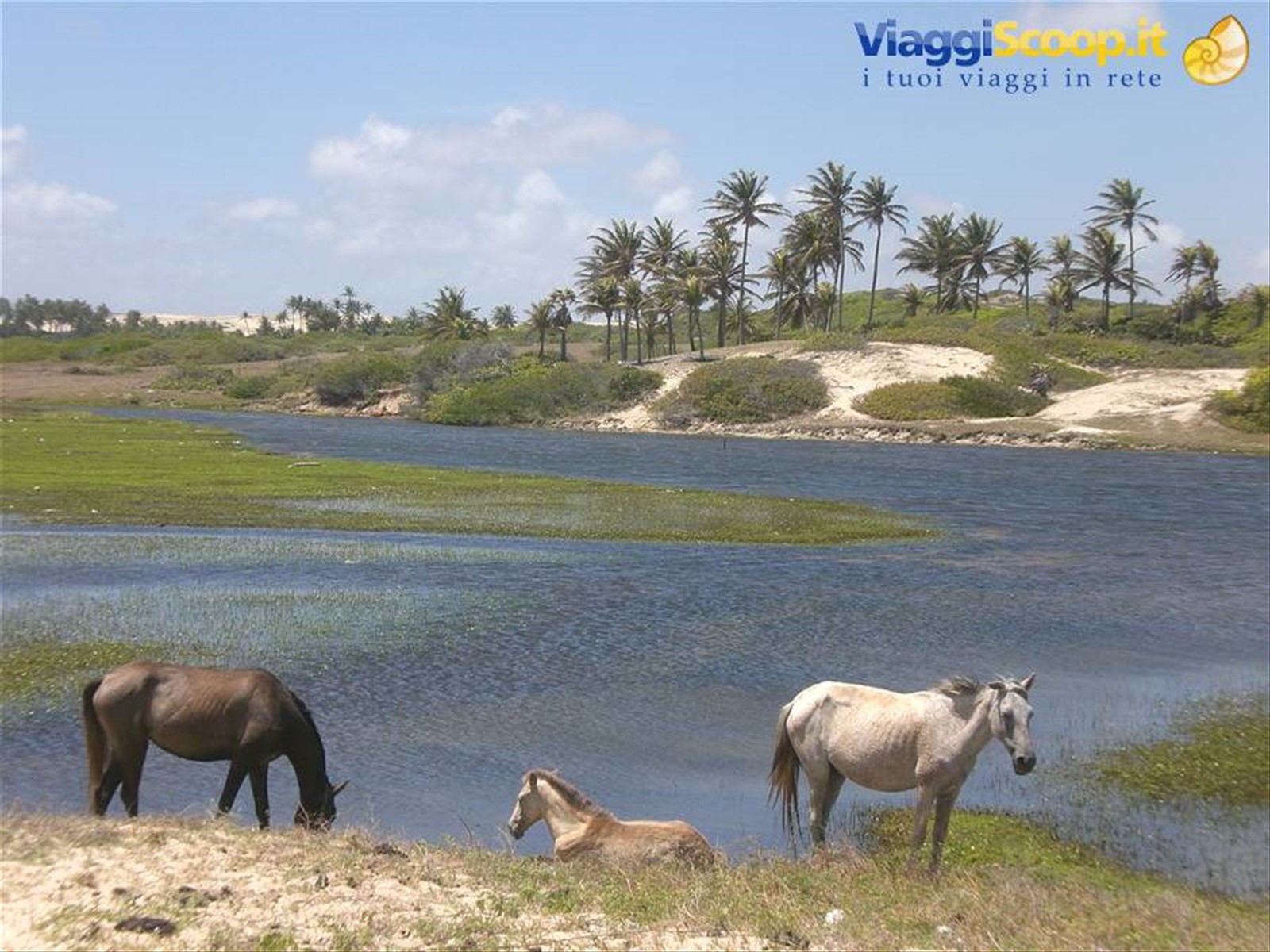 oasi di acqua dolce nelle dune