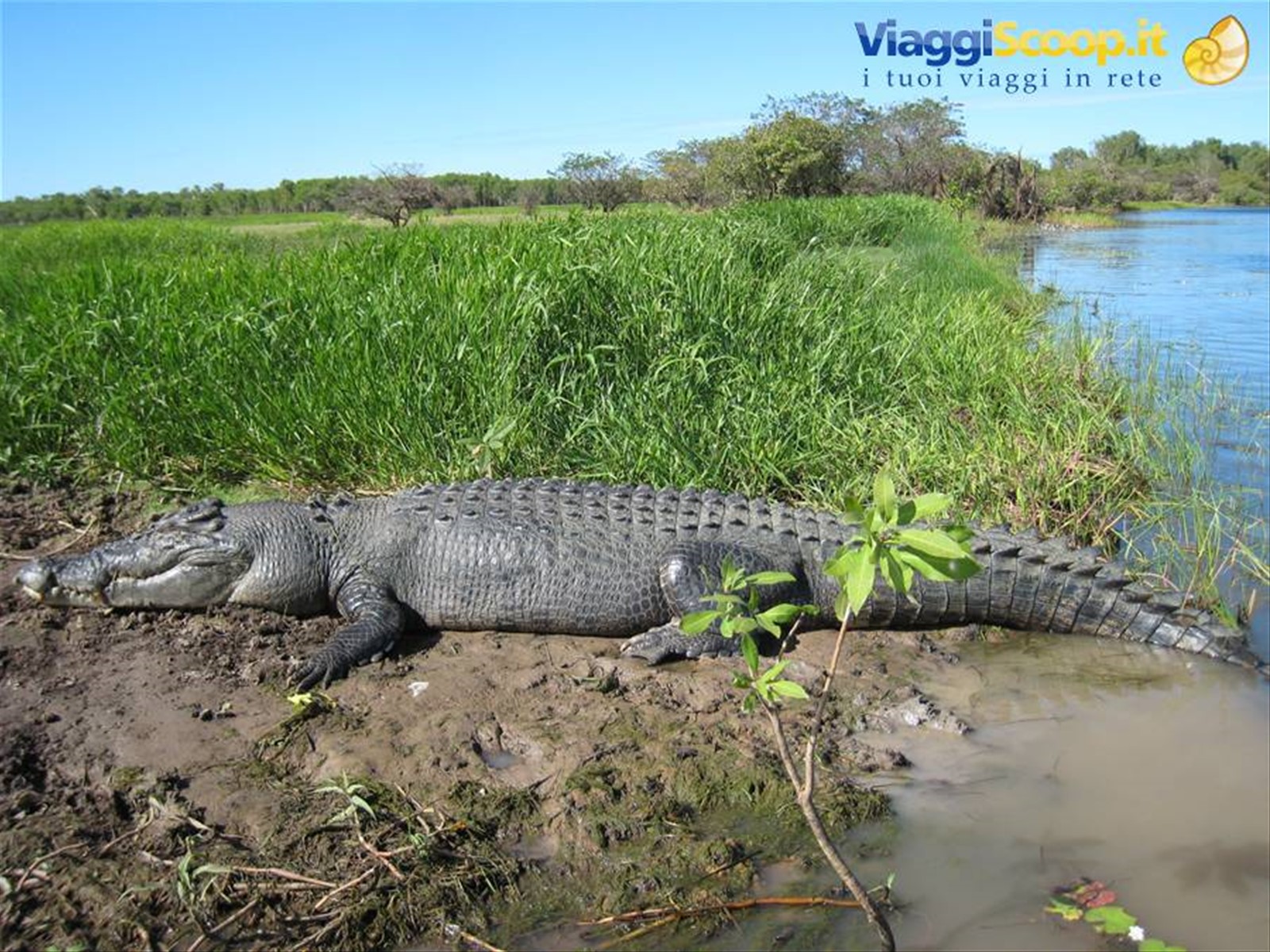 I coccodrilli di Kakadu