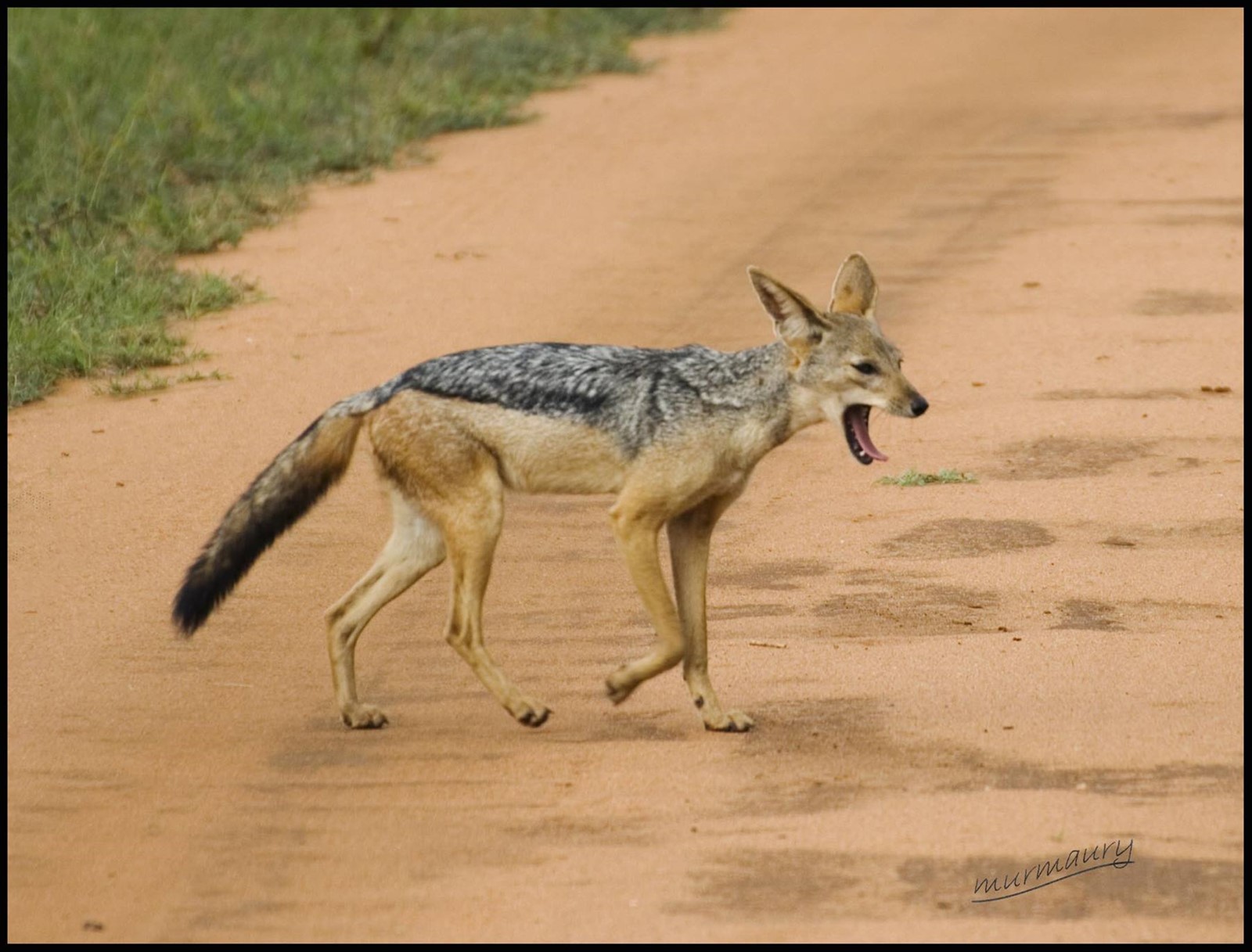Tsavo Est - jackal