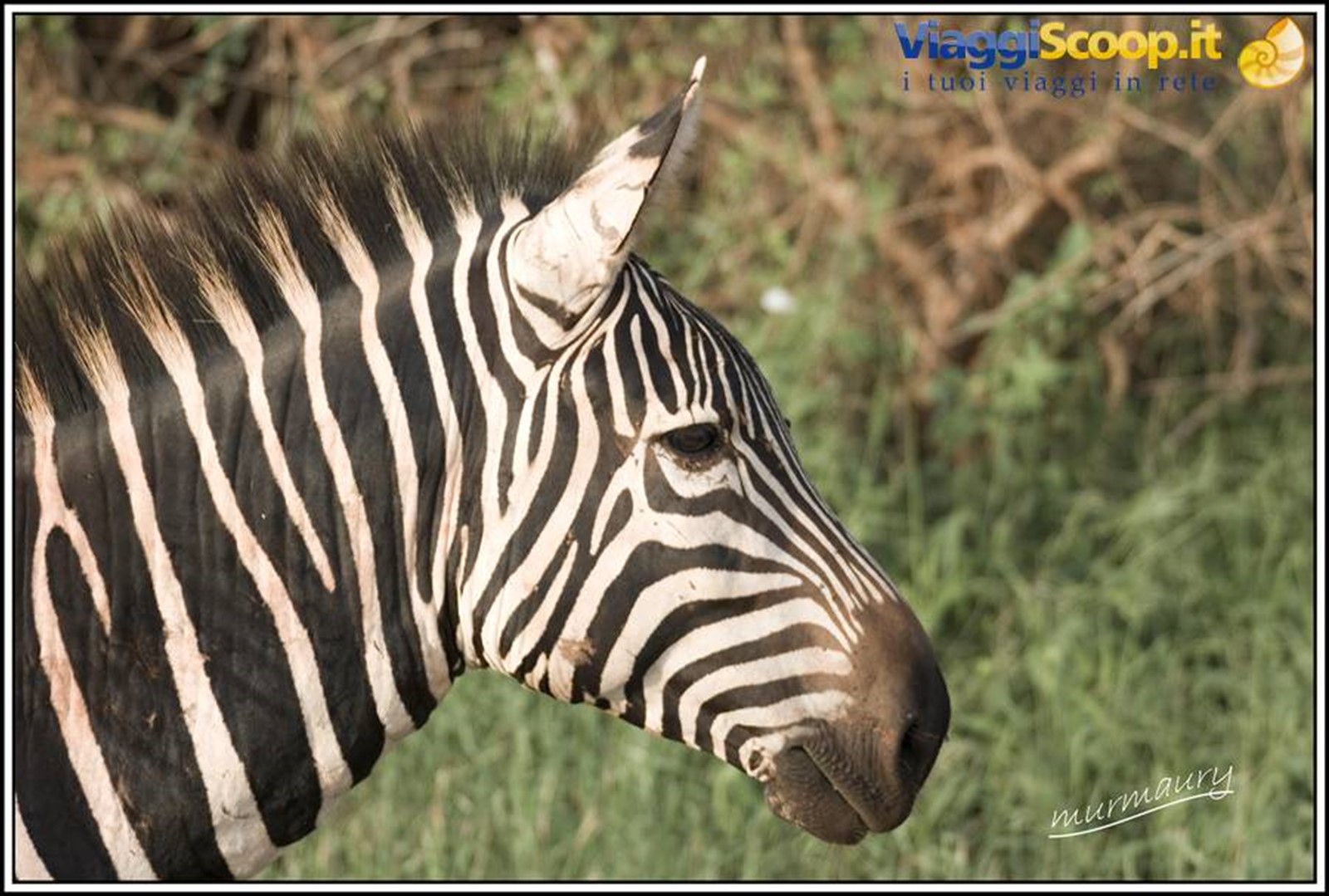 Tsavo Est - zebra