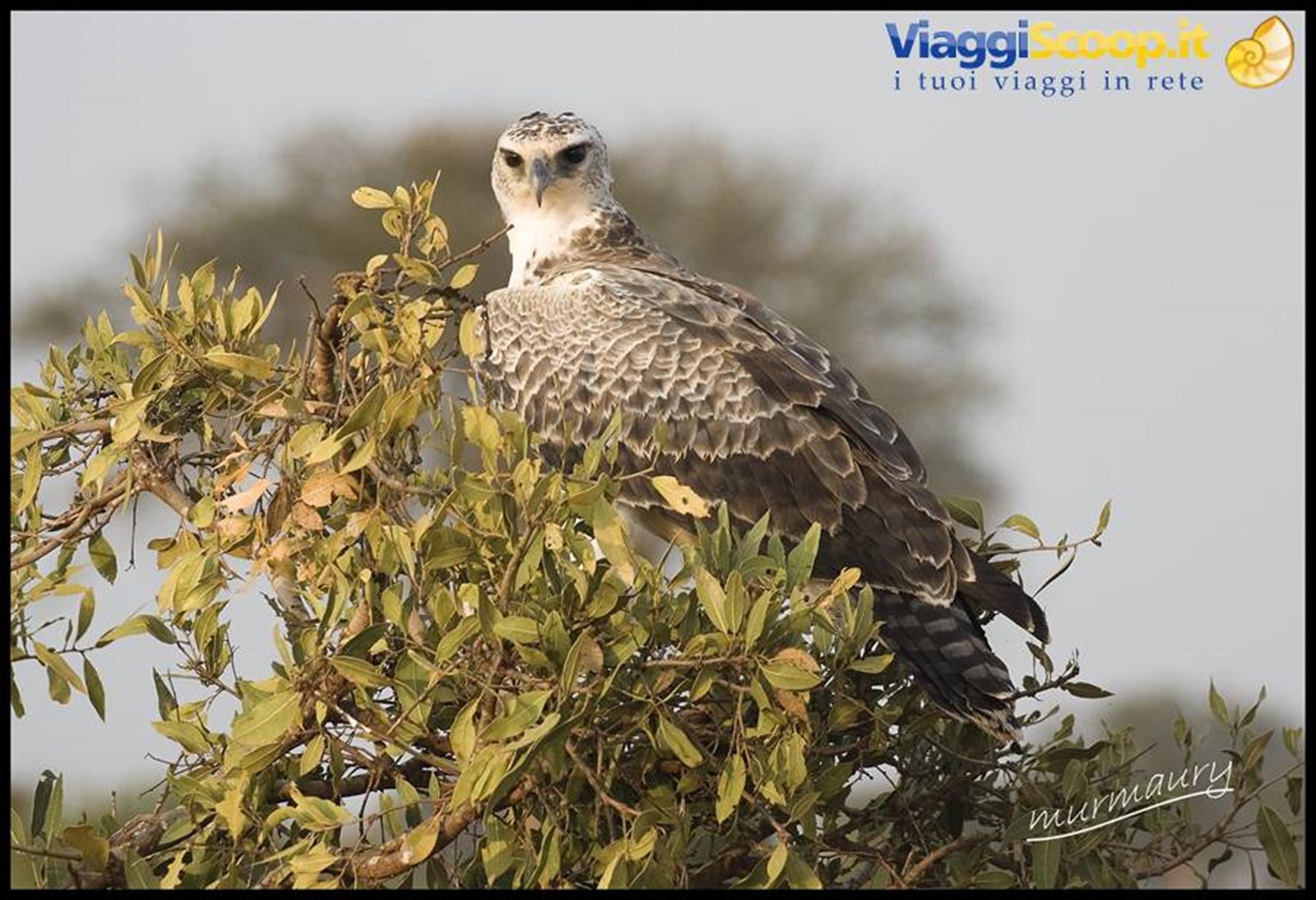 Tsavo Est - osprey