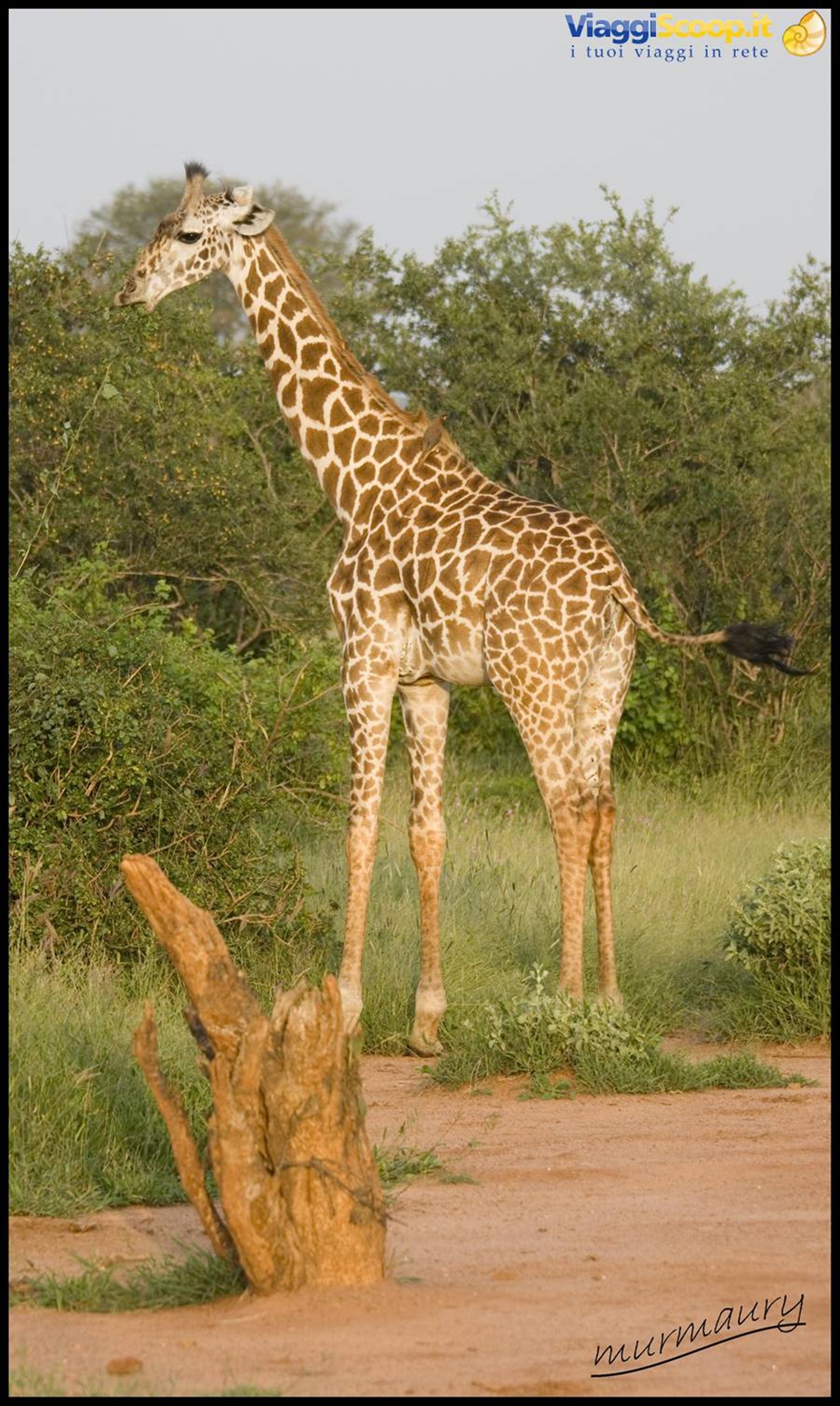 Tsavo Est - twiga