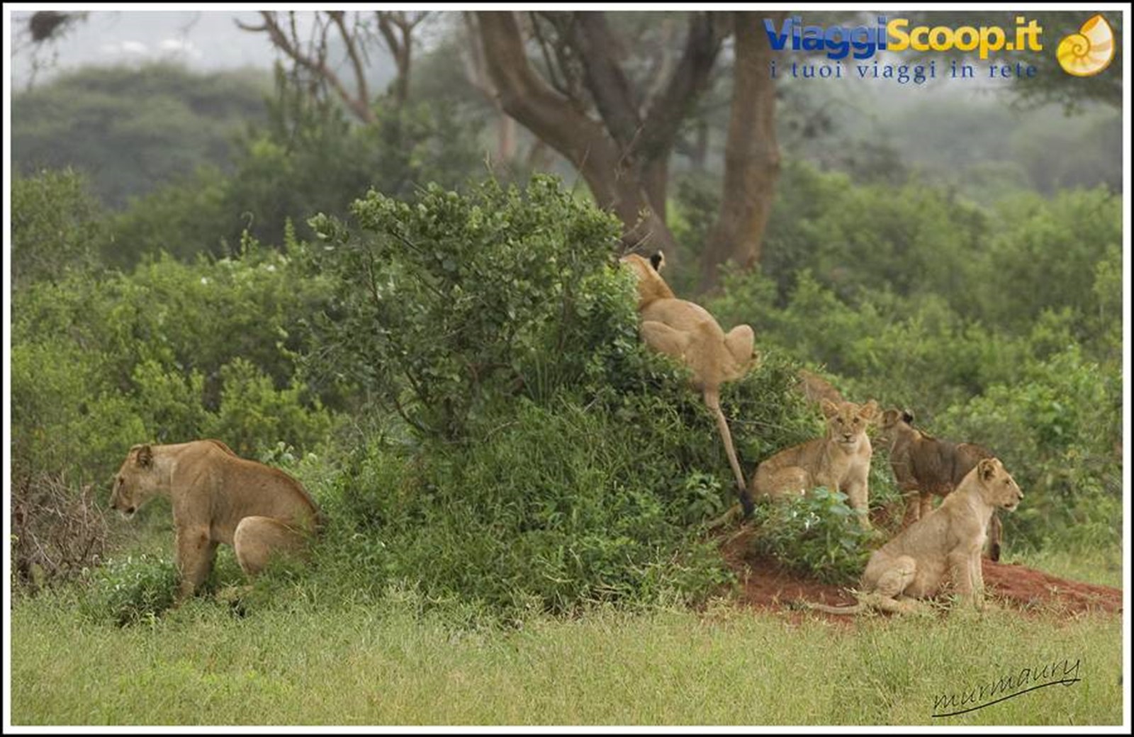 Tsavo Est - simba