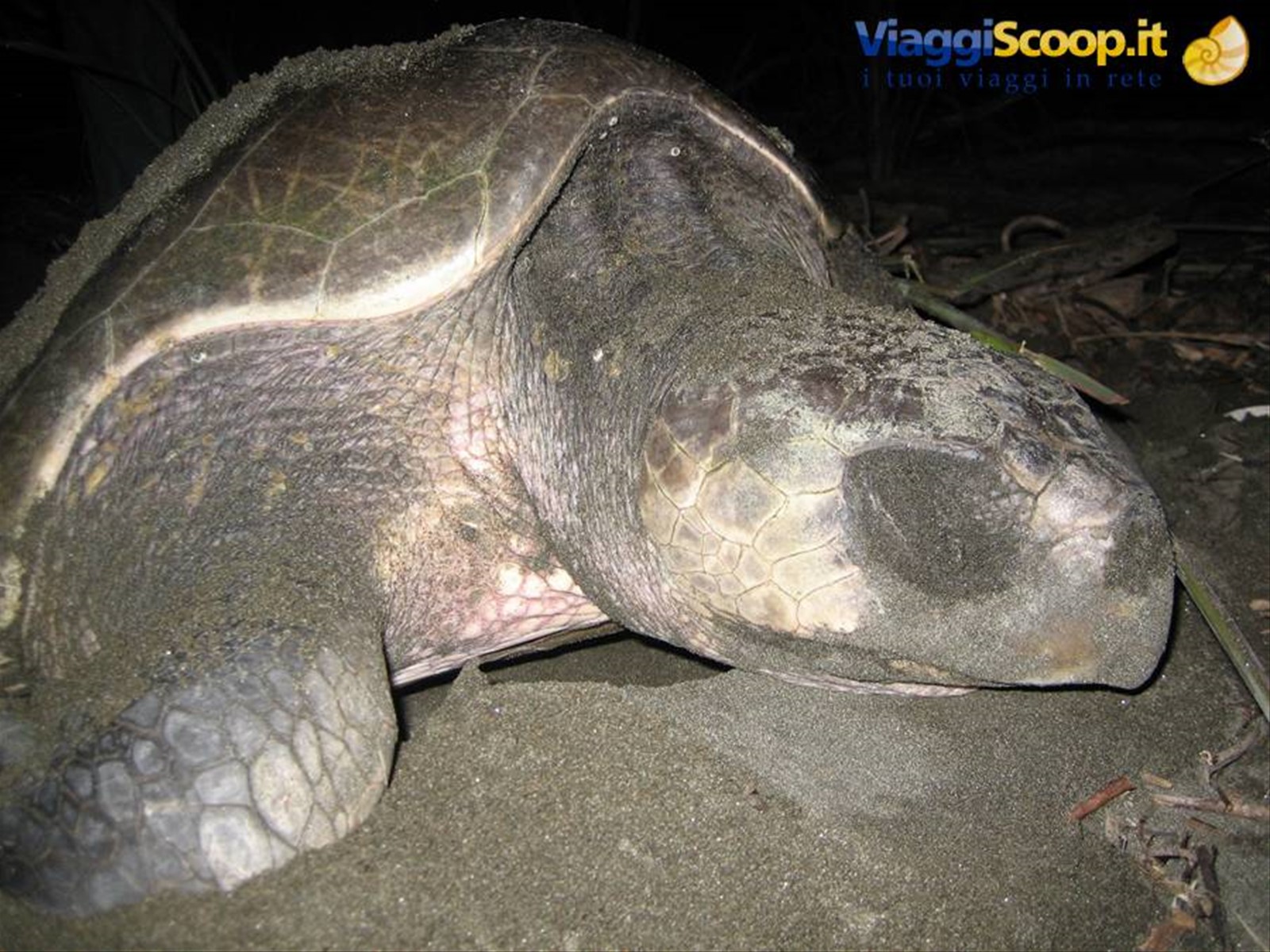 Tartaruga gigante ad Isla Cañas