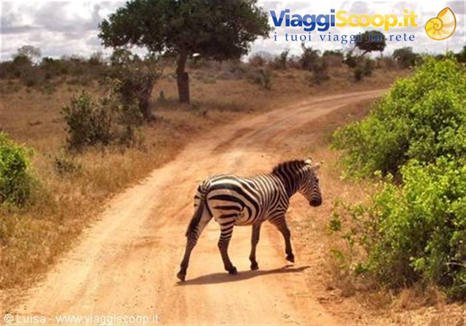 Safari