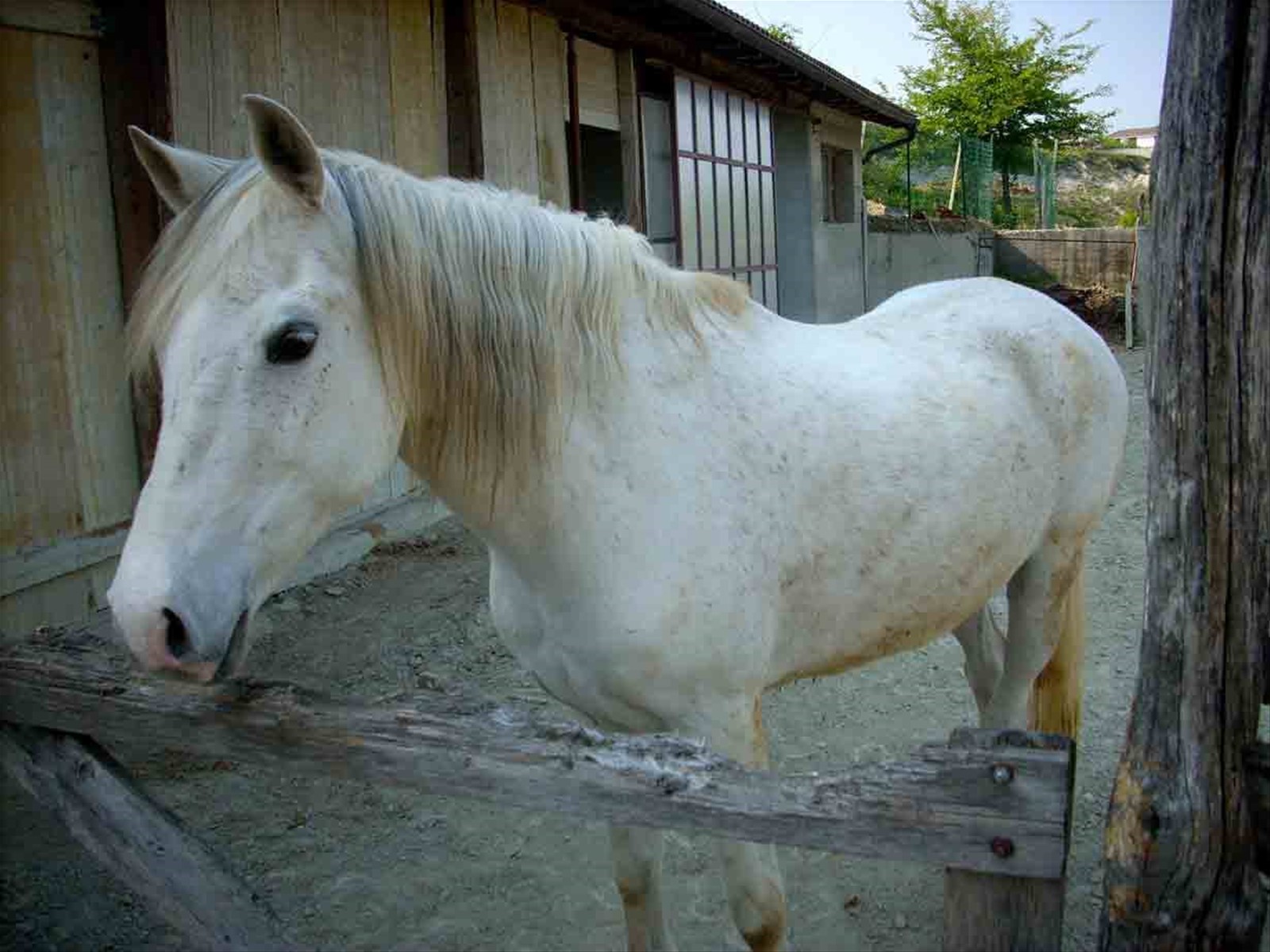 Un bel cavallo presso l'Agriturismo Ristorante Al Ghiottone