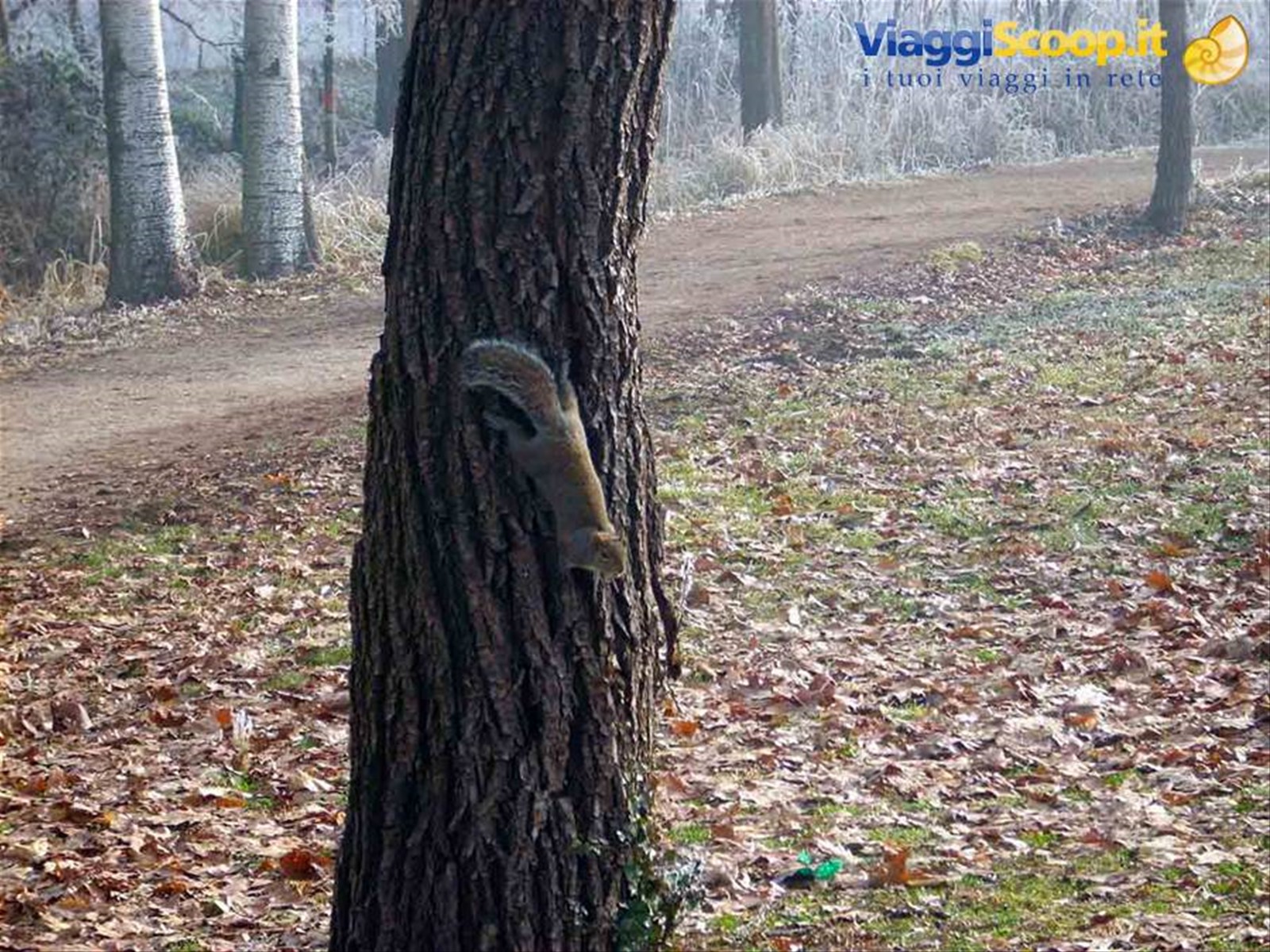 Uno scoiattolo nel Parco di Legnano