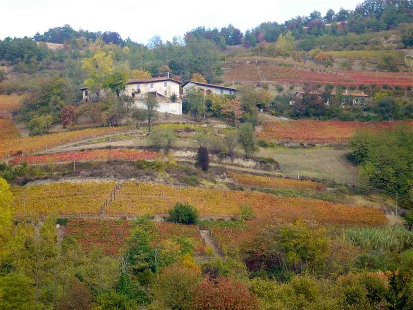 I colori dell'autunno intorno ad Alba