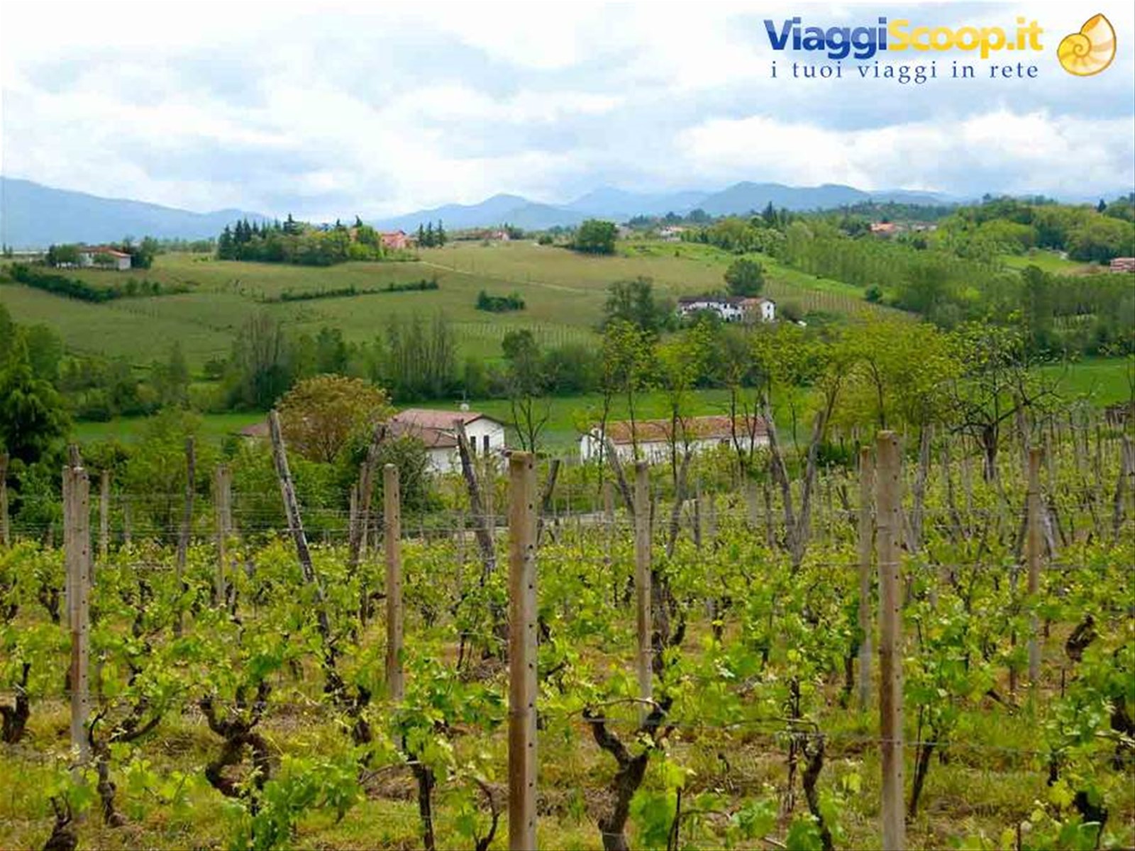 Vista sui vigneti