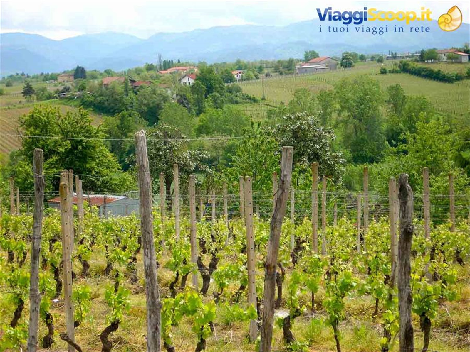 Vigneti e colline