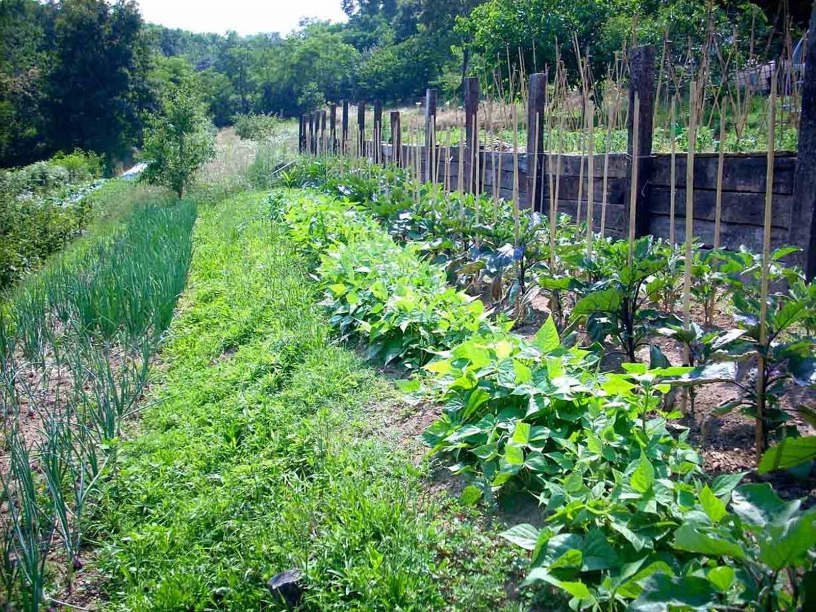 Gli orti dell'Agriturismo Gemma
