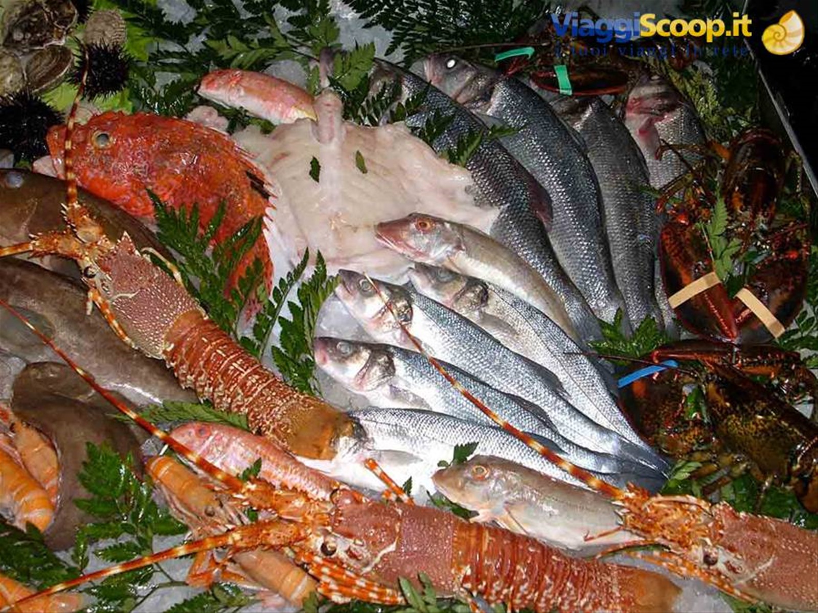 Tante varietà di pesce presso il Ristorante Da Maiuccia di Vigevano