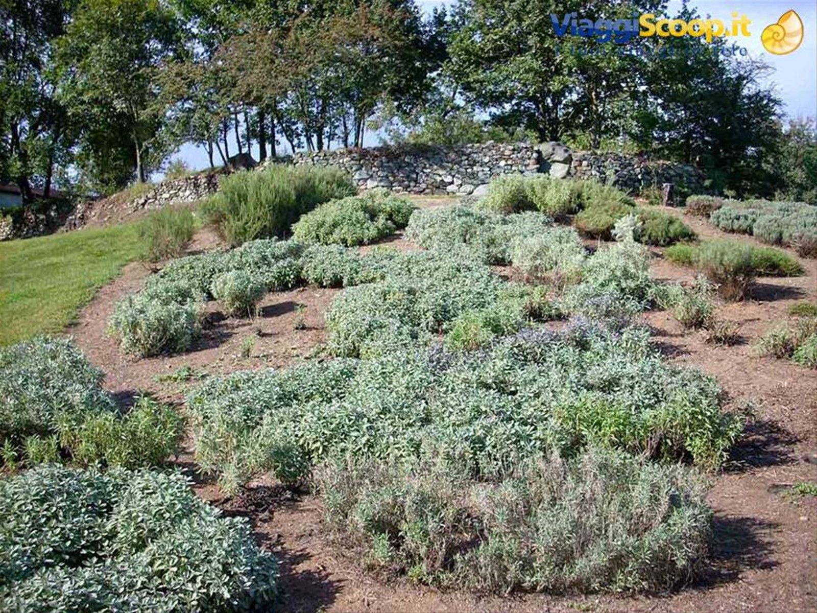Cascina Molino Torrine: Coltivazione di erbe aromatiche