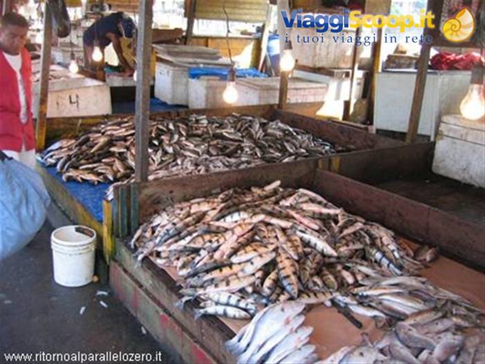 15000 specie di pesce