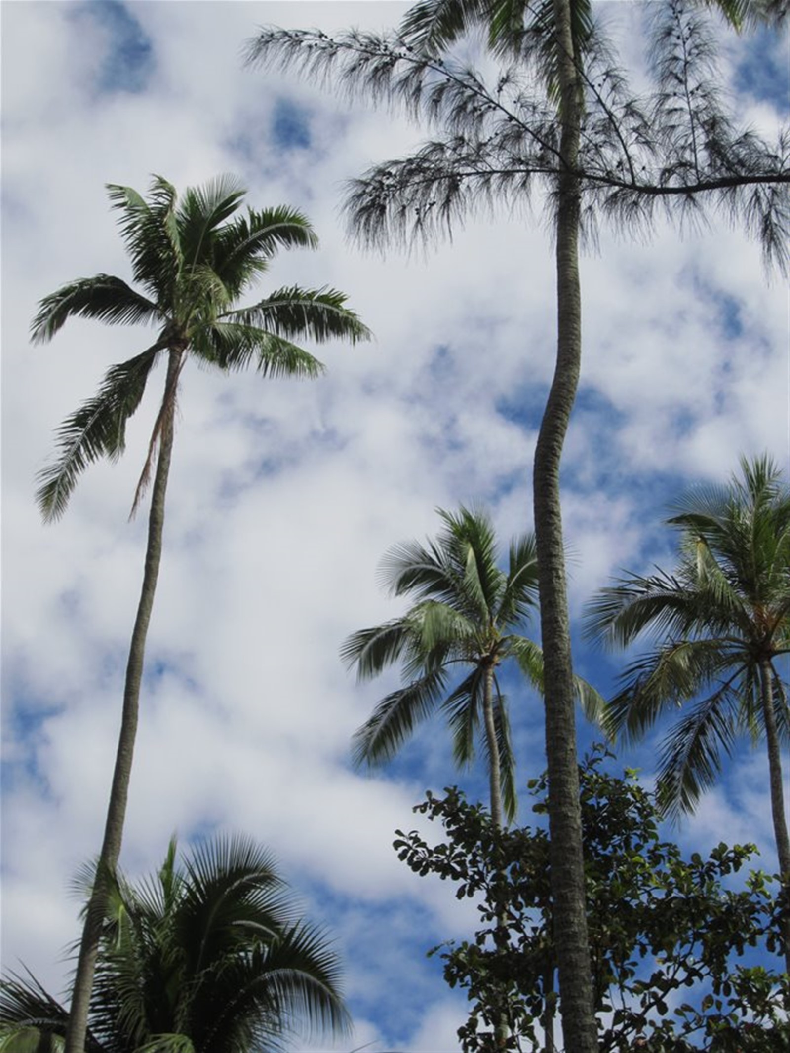 Point Venus Tahiti