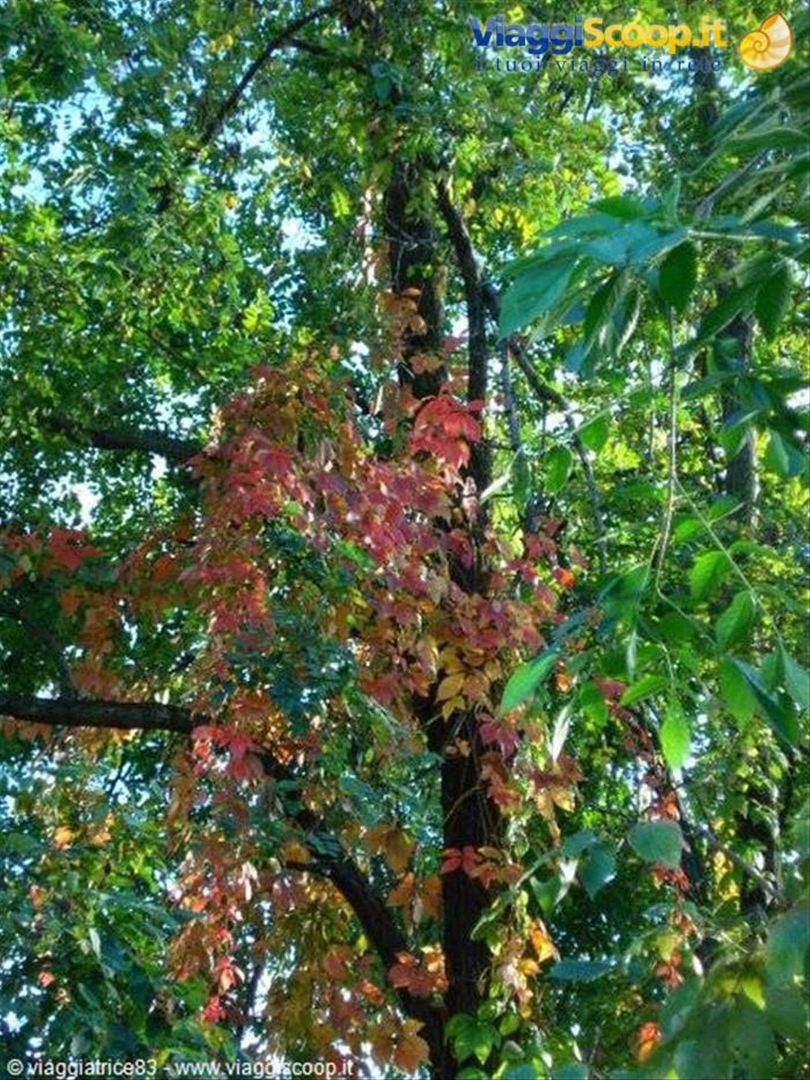 poche foglie rosse...