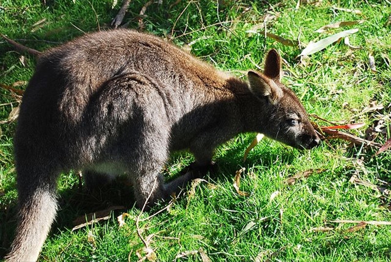 Foto di viaggio in AUSTRALIA