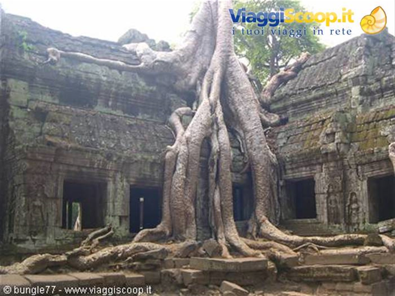 19 - Angkor - Ta Phrom - Alberi