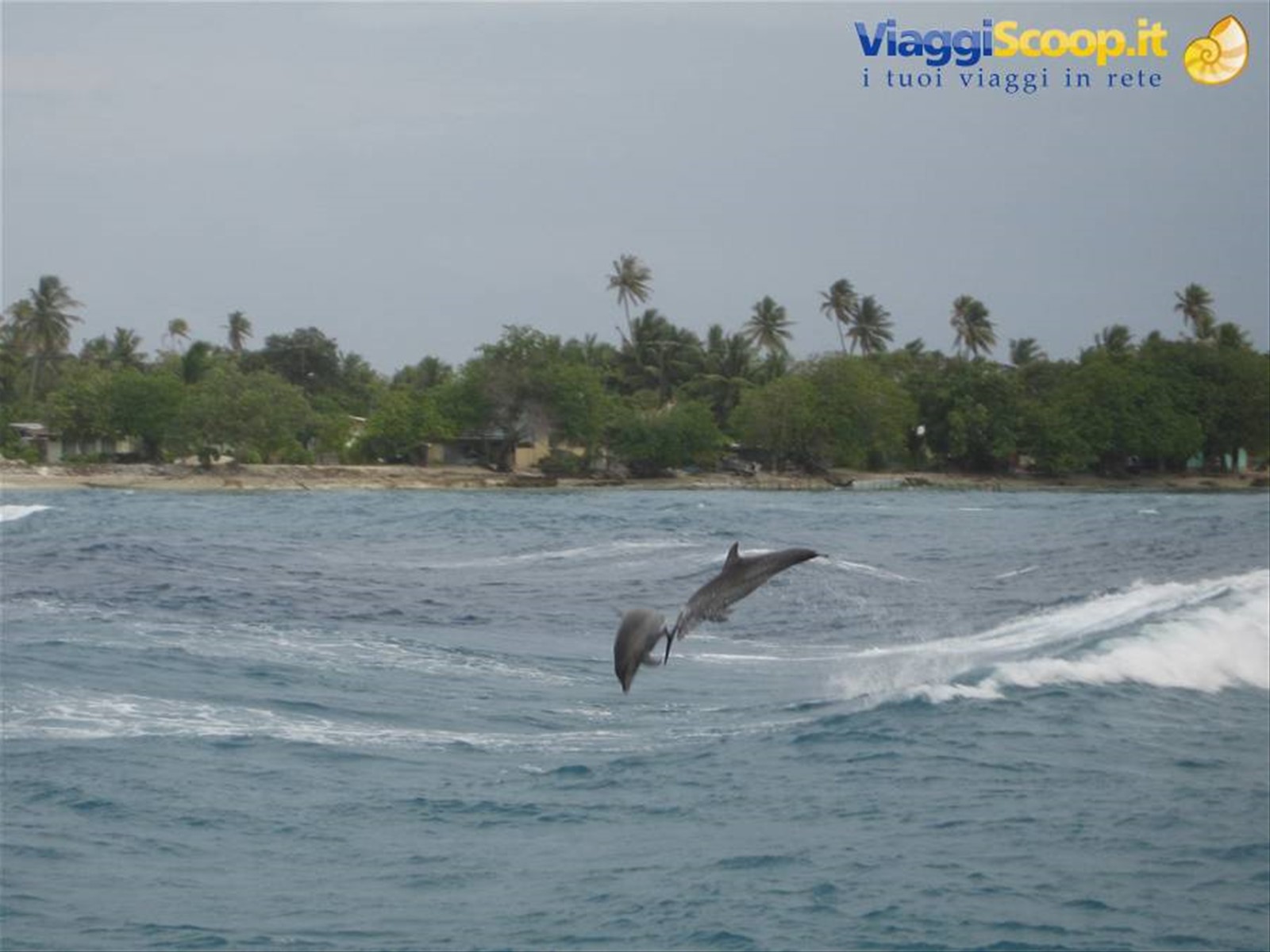 I delfini nella "pass" di Rangiroa