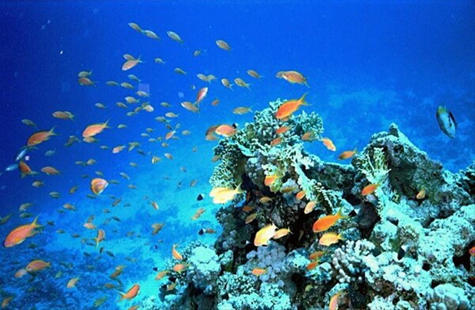 Snorkeling a Hurghada