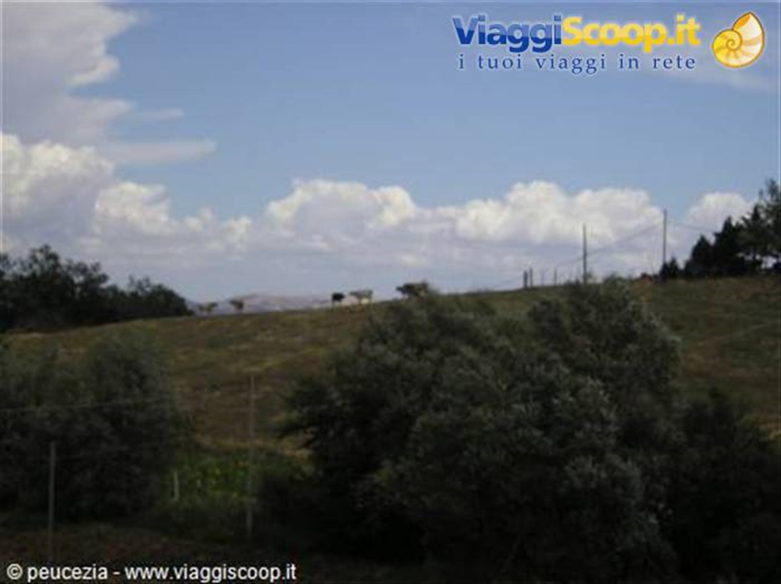 mucche al pascolo fuori Baselice
