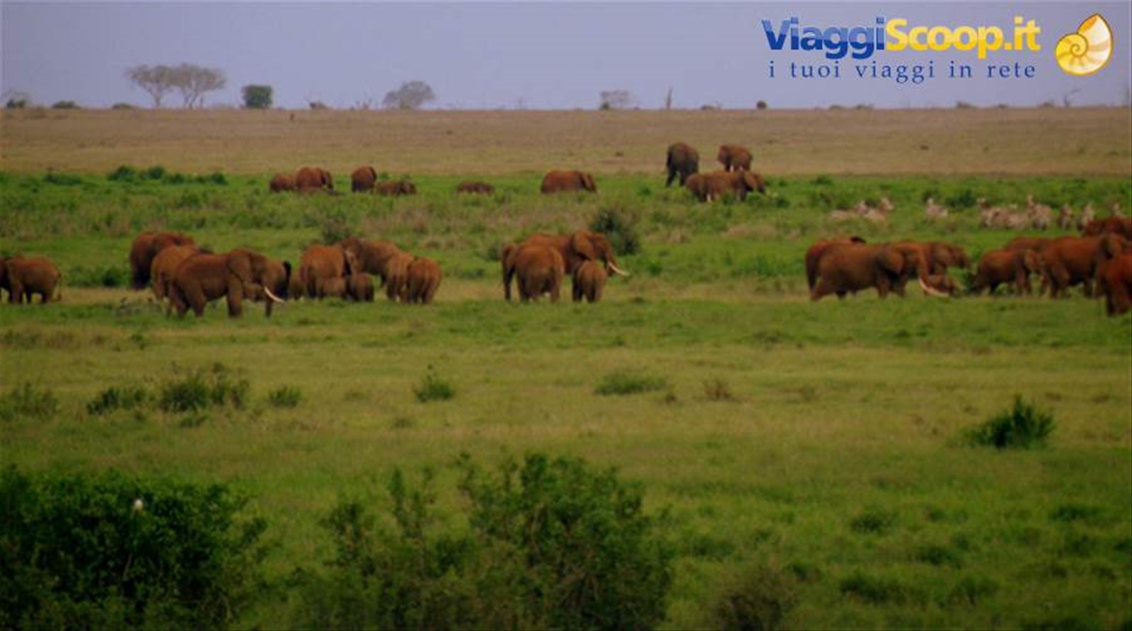 Tsavo est