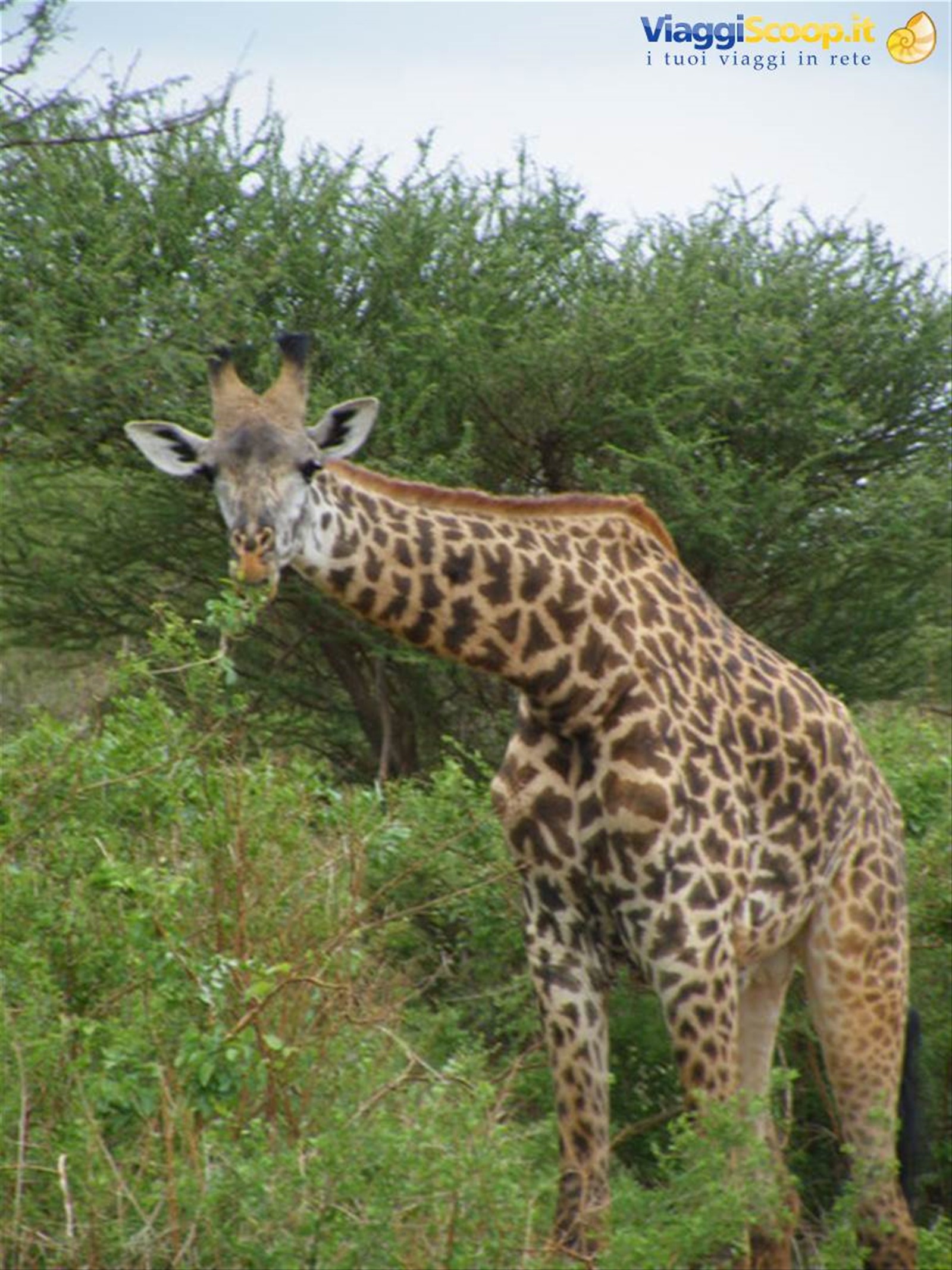 giraffa curiosa