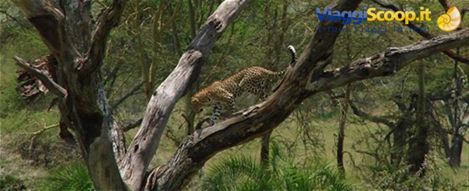 leopardo