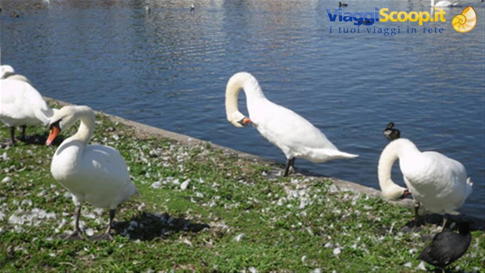 cigni reali a Nymphenburg