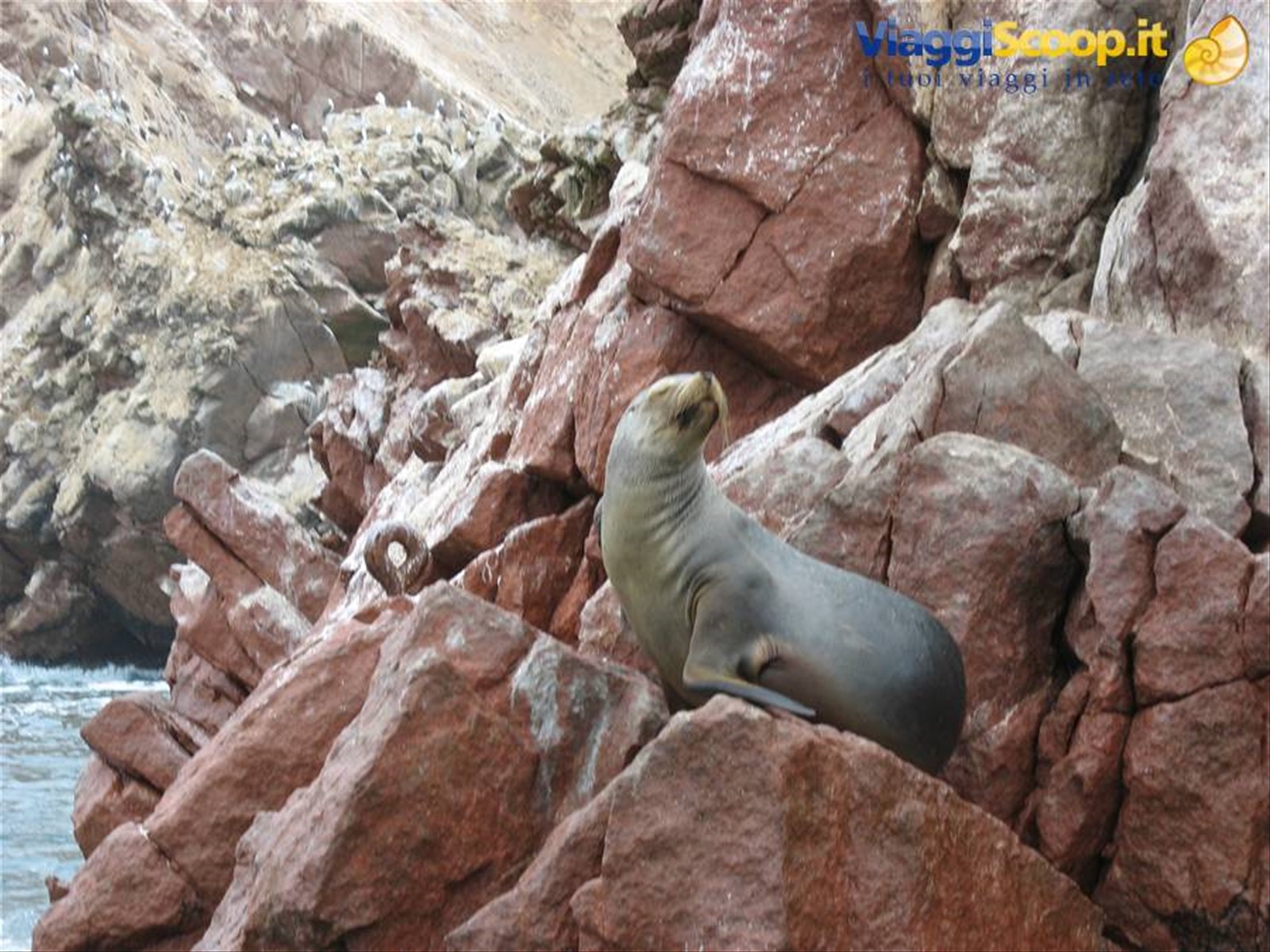 Isole Ballestas