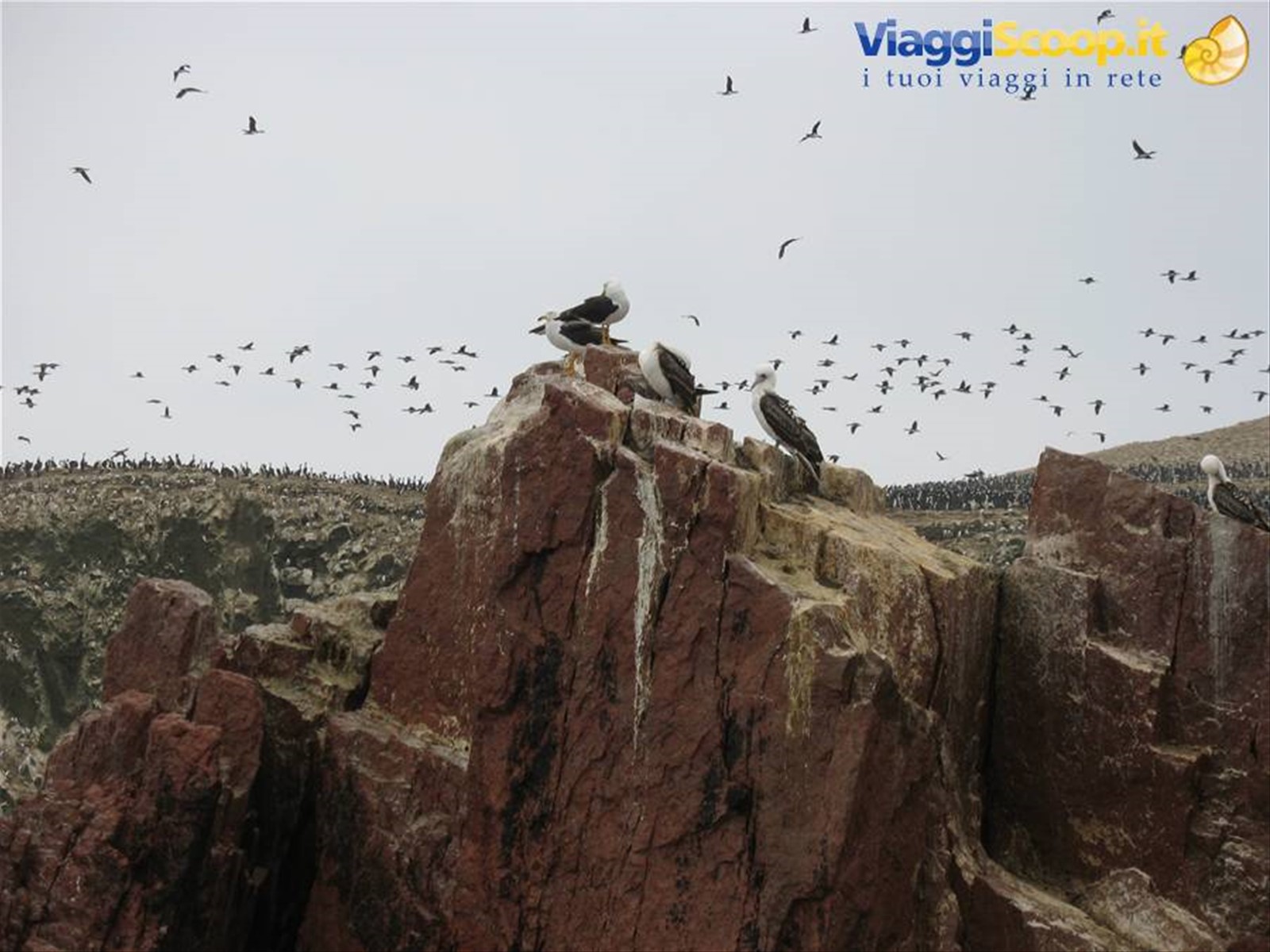 Isole Ballestas
