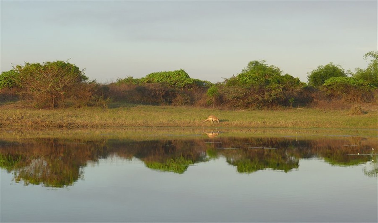 Kangaroo nel Kakadu!