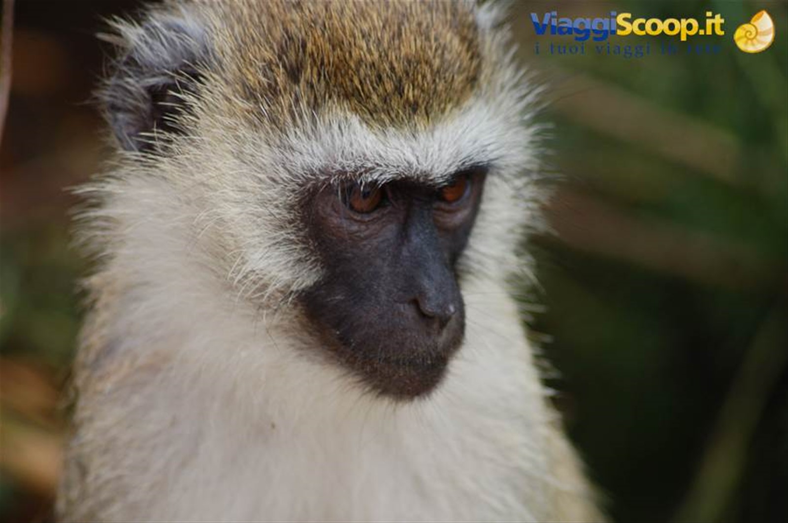 Monkey - Amboseli