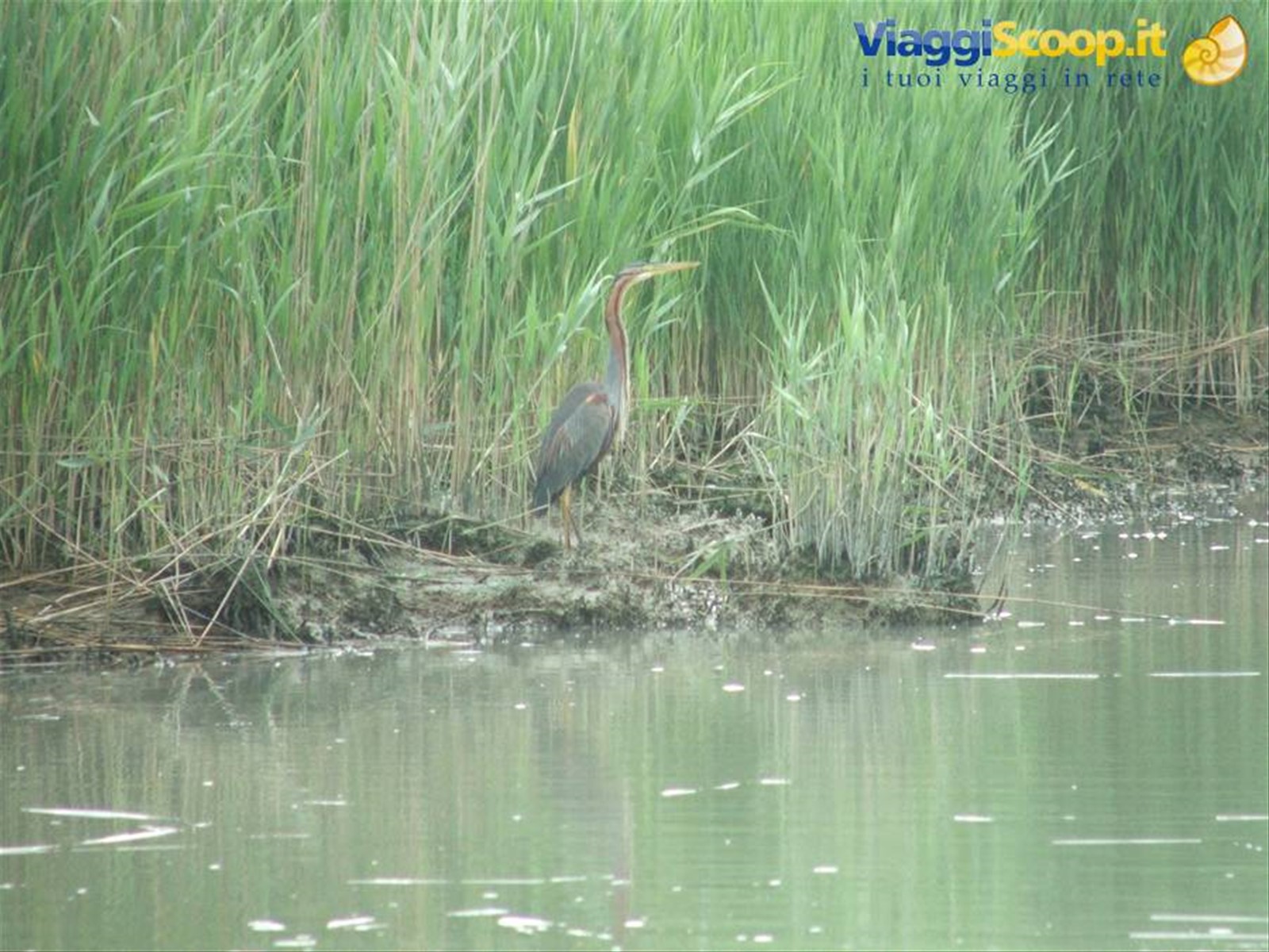 Parco del Delta,raro esemplare di airone rosso