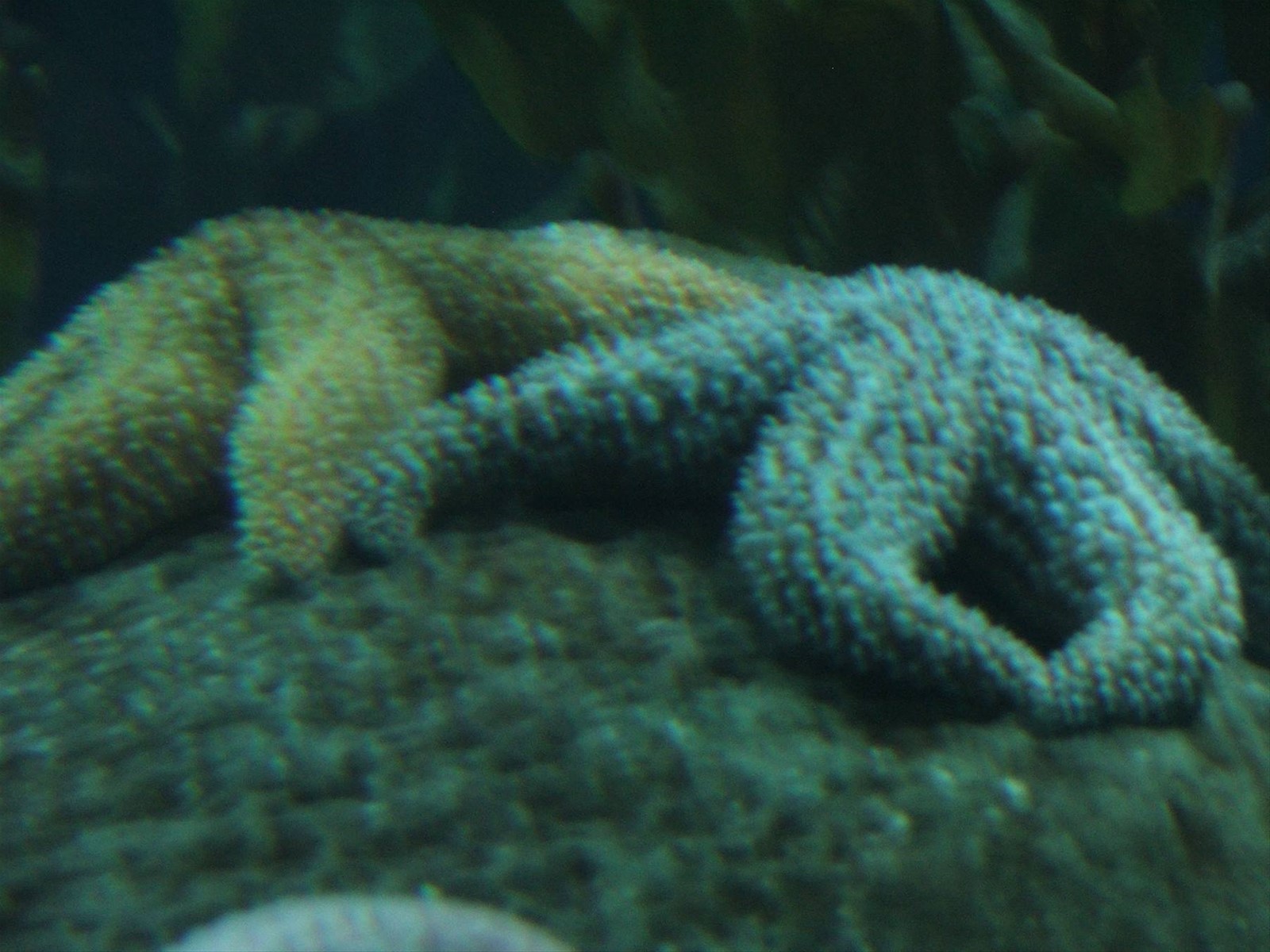 Oceanografìc
