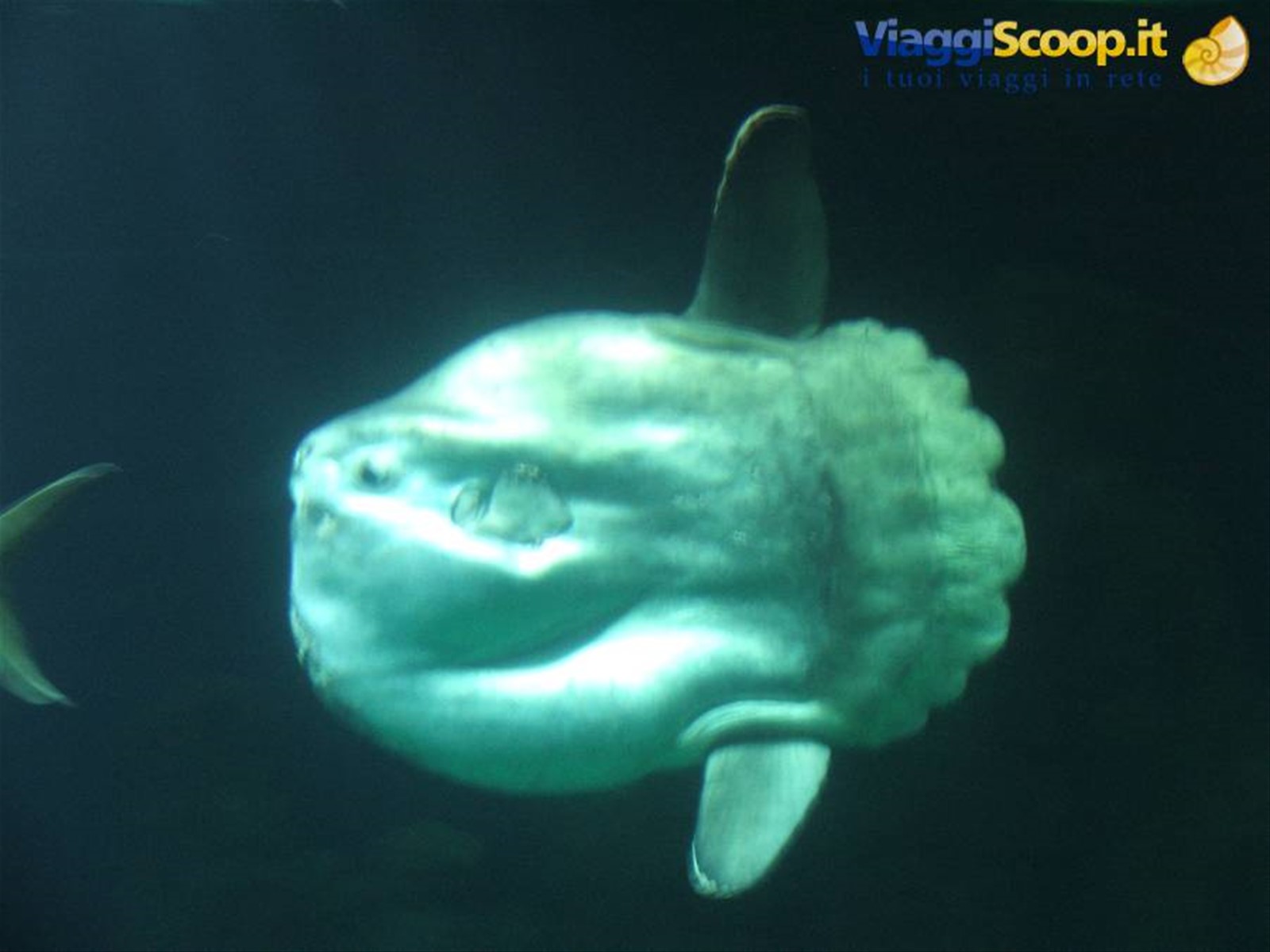 Oceanografìc, pesce luna