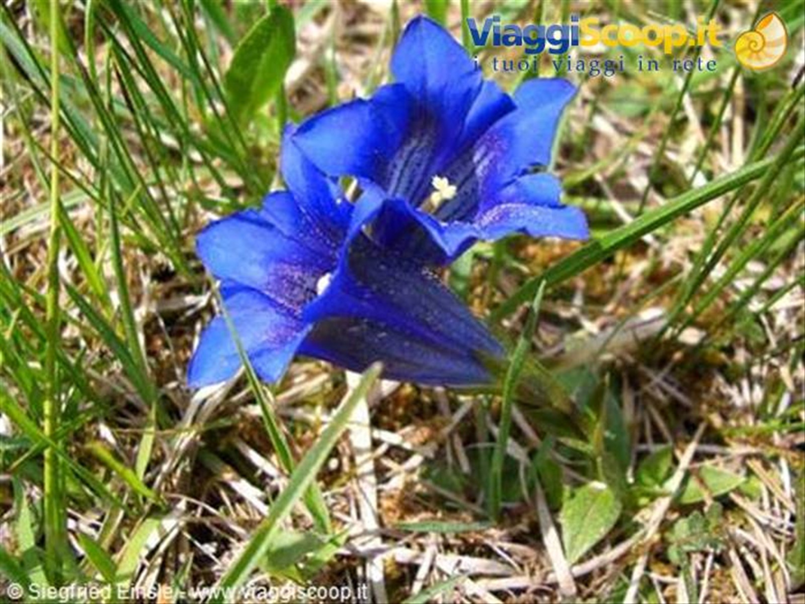 Genziana