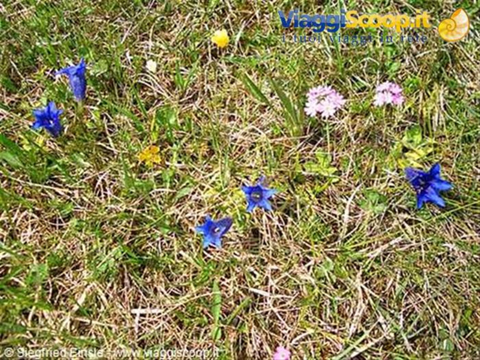 Fiori di primavera