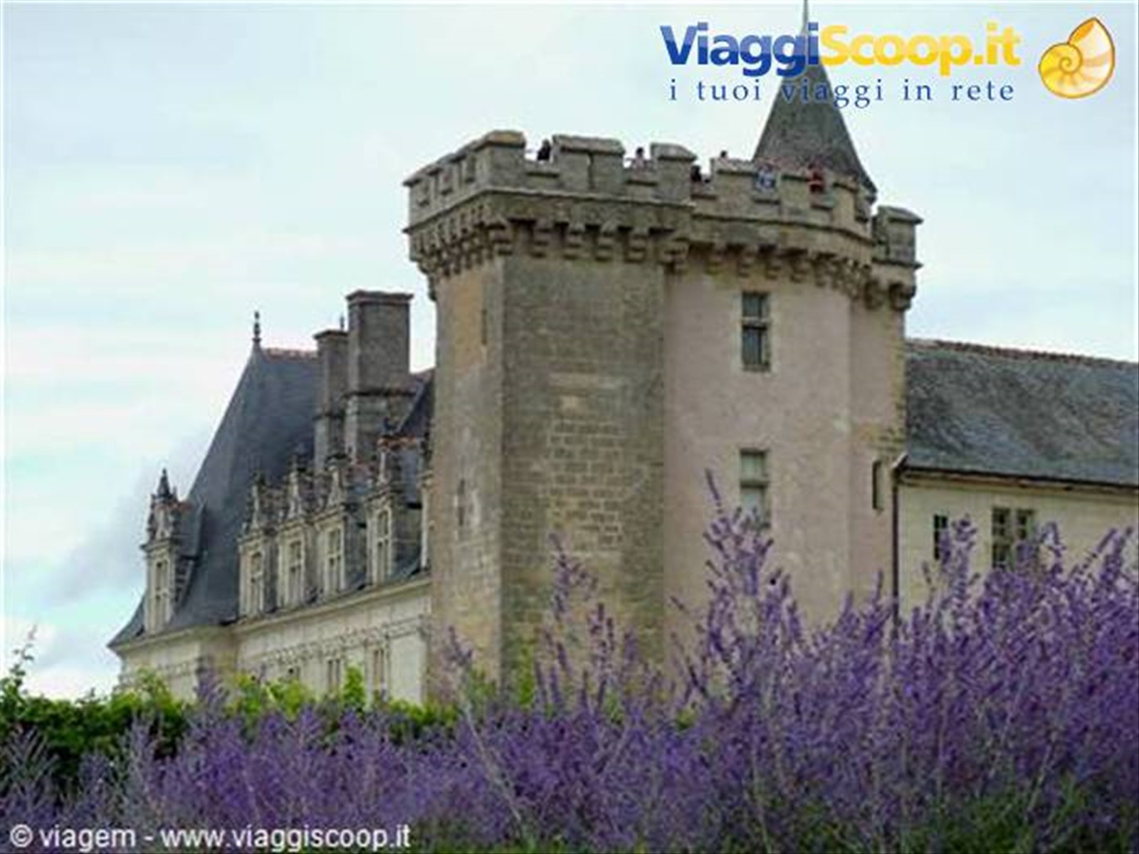 Lavanda attorno a Villandry