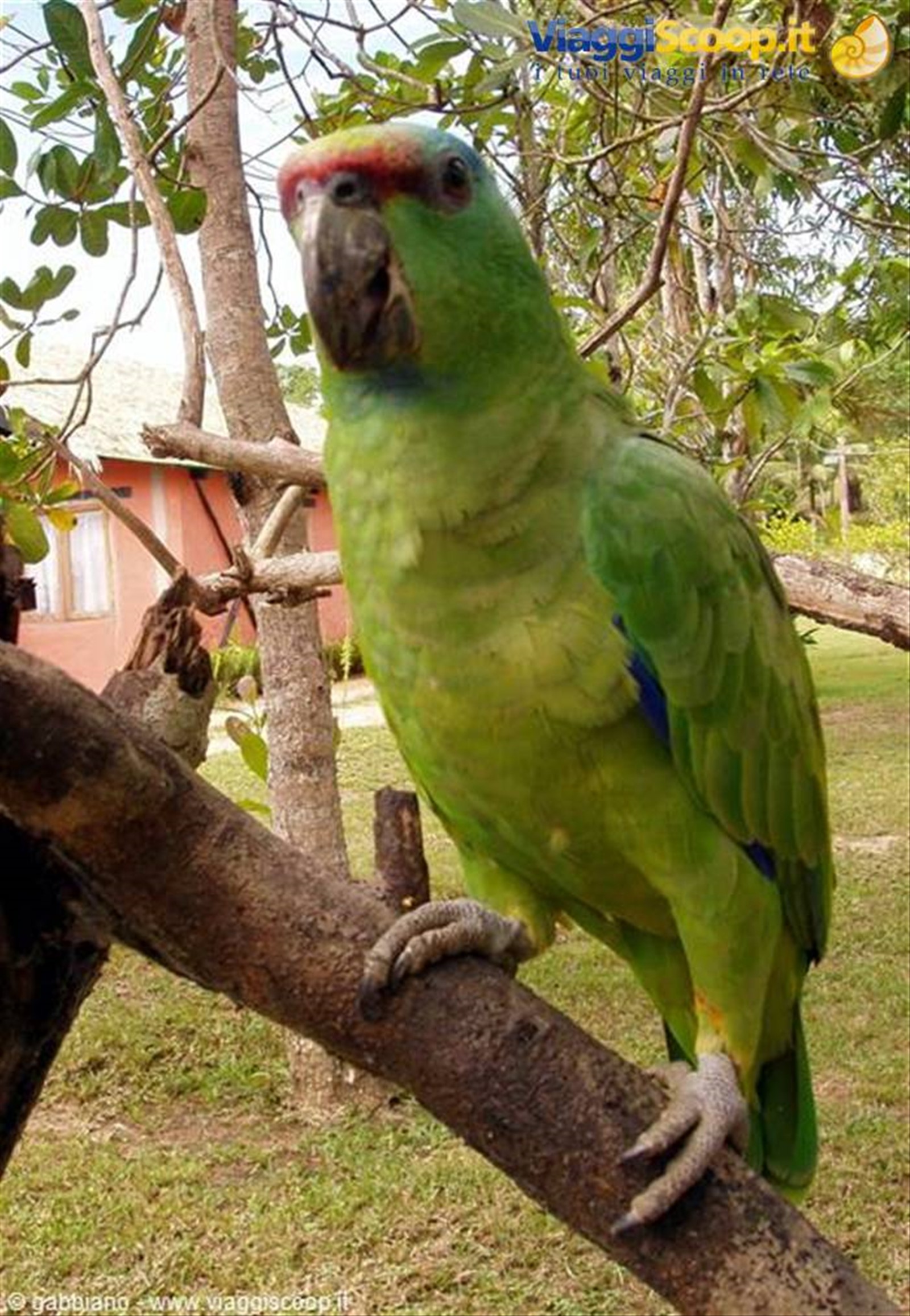 pappagallo